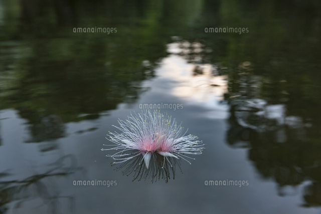 サガリバナ の写真素材 イラスト素材 アマナイメージズ