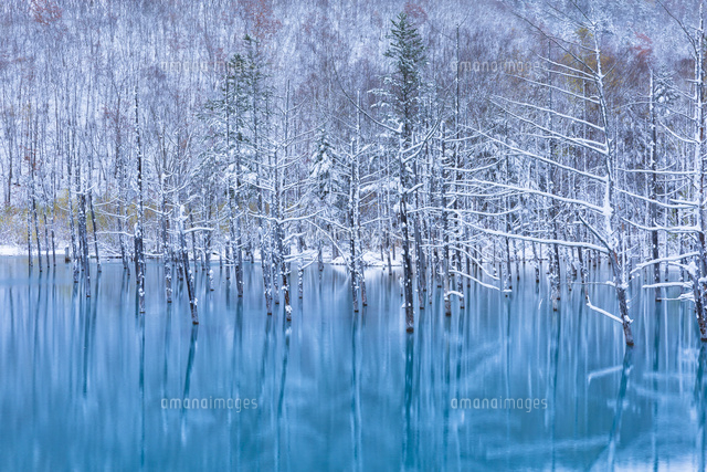 雪積もる青い池 の写真素材 イラスト素材 アマナイメージズ