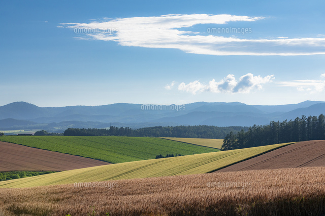 秋の美瑛の丘 の写真素材 イラスト素材 アマナイメージズ