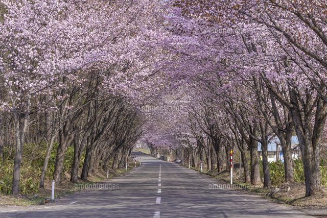 世界一の桜並木[02616009457]の写真・イラスト素材｜アマナイメージズ