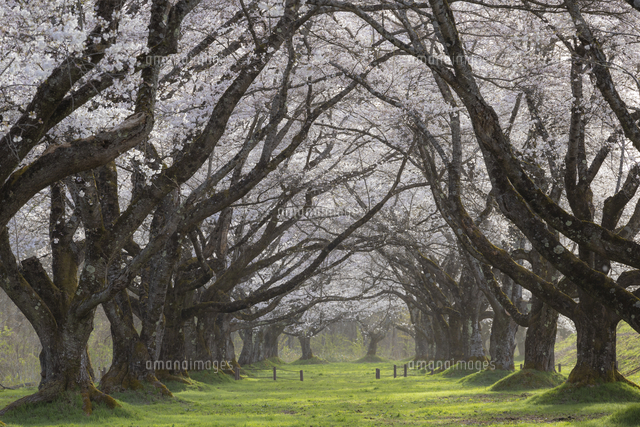 雫石川園地の桜並木[02616011261]の写真・イラスト素材｜アマナ