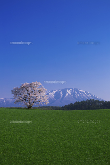 小岩井農場の一本桜と岩手山[02635000009]の写真・イラスト素材 