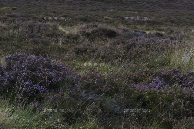 エクスムーア国立公園 エリカの原野 ヒース の写真素材 イラスト素材 アマナイメージズ