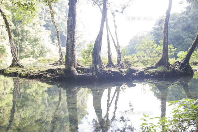 セムクチャンペイ 朝もやの水辺[02667001385]の写真・イラスト