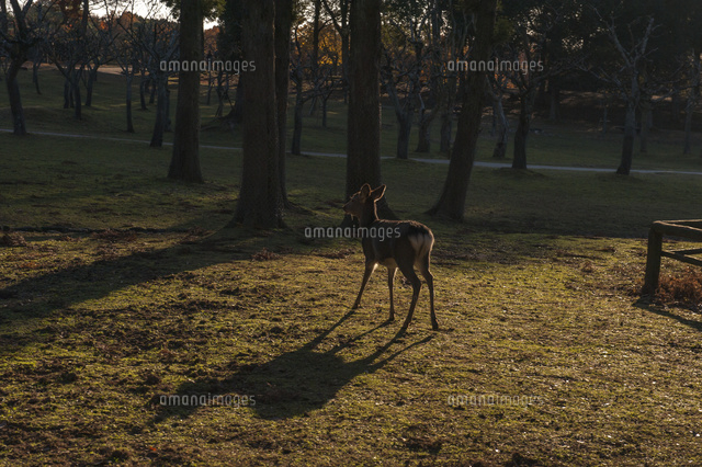奈良公園 鹿と影 の写真素材 イラスト素材 アマナイメージズ 奈良公園 鹿と影 の写真素材 イラスト素材 アマナイメージズ