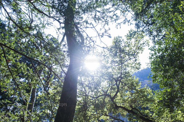 鞍馬山 木漏れ日と光 の写真素材 イラスト素材 アマナイメージズ