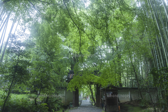 初夏の竹の寺 地蔵院 の写真素材 イラスト素材 アマナイメージズ