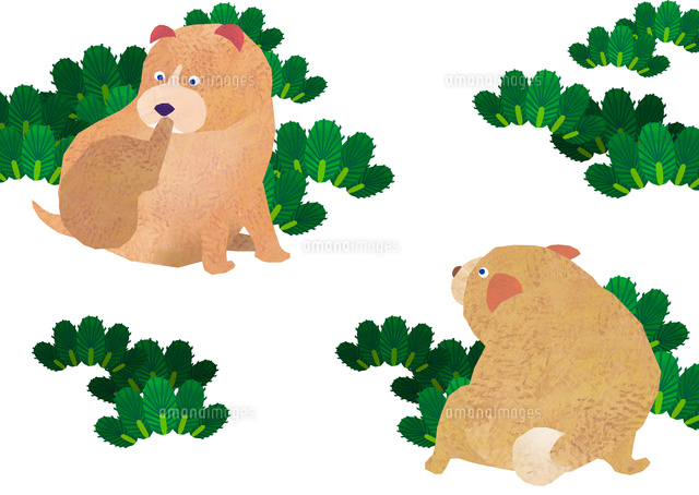 かわいい柴犬 松文様 の写真素材 イラスト素材 アマナイメージズ