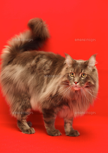 メインクーン の写真素材 イラスト素材 アマナイメージズ