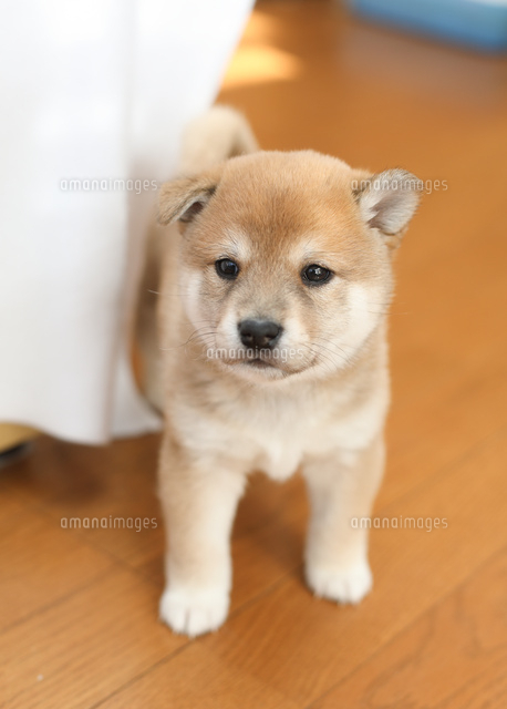 正面をみる柴犬 の写真素材 イラスト素材 アマナイメージズ 正面をみる柴犬 の写真素材 イラスト素材 アマナイメージズ