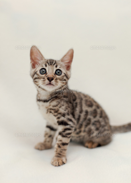 ベンガル の写真素材 イラスト素材 アマナイメージズ