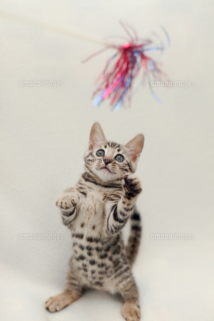 ベンガル の写真素材 イラスト素材 アマナイメージズ