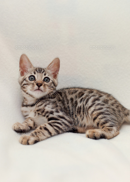 ベンガル の写真素材 イラスト素材 アマナイメージズ