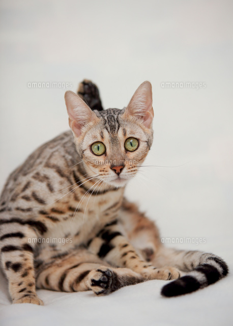 ベンガル の写真素材 イラスト素材 アマナイメージズ