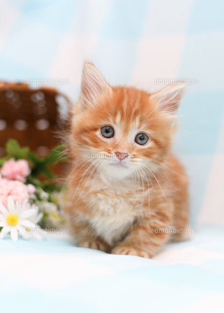 マンチカン の写真素材 イラスト素材 アマナイメージズ