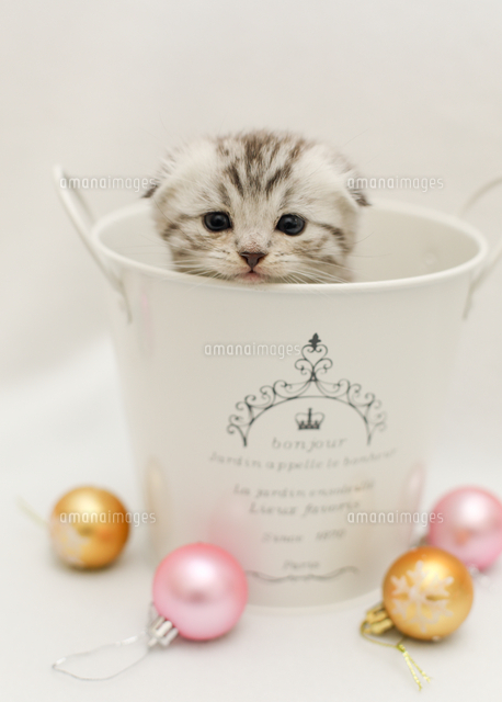 スコティッシュフォールド の写真素材 イラスト素材 アマナイメージズ