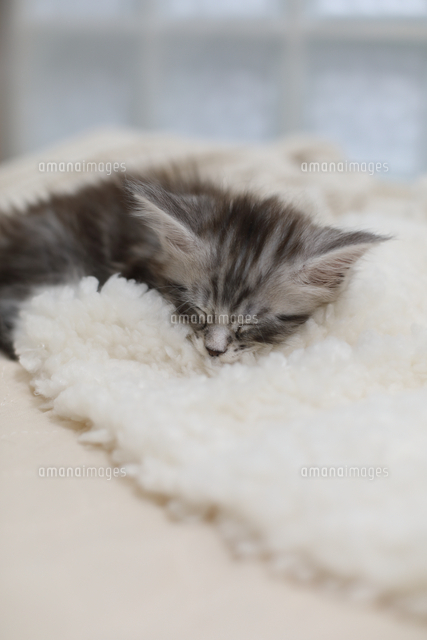 メインクーン の写真素材 イラスト素材 アマナイメージズ