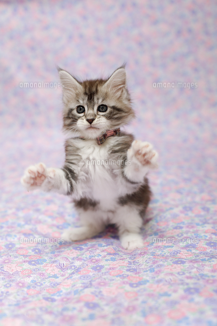 メインクーン の写真素材 イラスト素材 アマナイメージズ