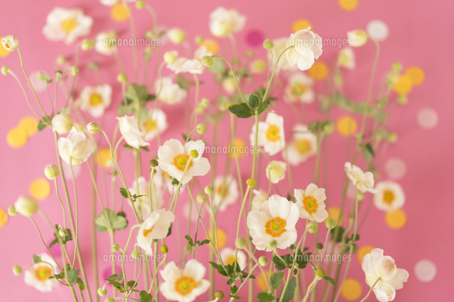 シュウメイギクのアレンジ の写真素材 イラスト素材 アマナイメージズ