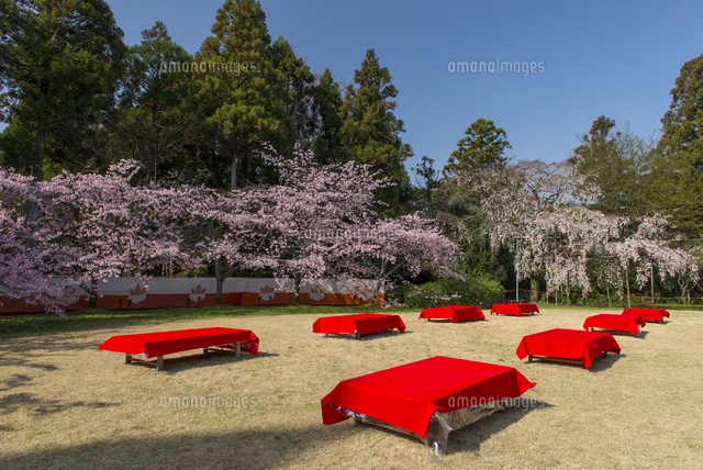 桜が咲き誇る京都醍醐寺 三宝院憲深林苑 の写真素材 イラスト素材 アマナイメージズ