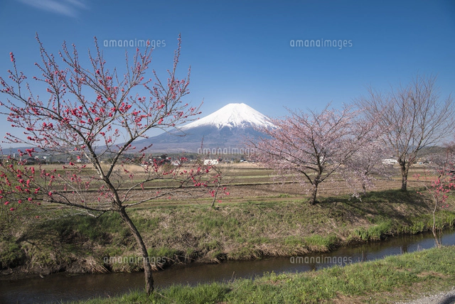 忍野村より望む水を張った水田に映り込む富士山[02702000255]の写真