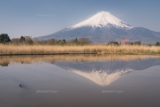 忍野村より望む水を張った水田に映り込む富士山[02702000255]の写真