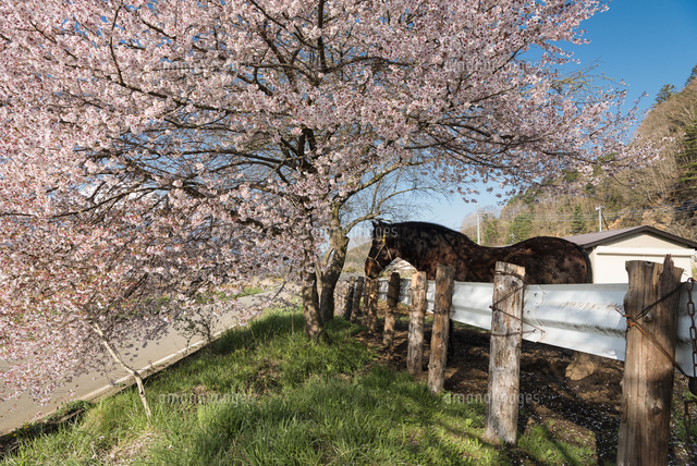 満開の桜と馬[02702000415]の写真・イラスト素材｜アマナイメージズ