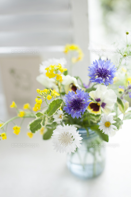 ガラスのキャニスターに生けた矢車草とパンジーのアレンジ の写真素材 イラスト素材 アマナイメージズ