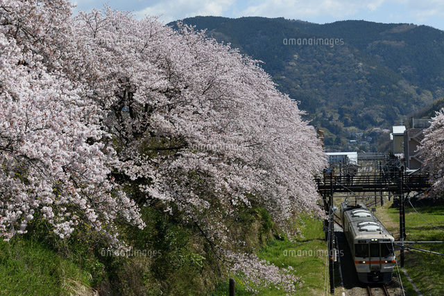 山北の桜と御殿場線313系 の写真素材 イラスト素材 アマナイメージズ