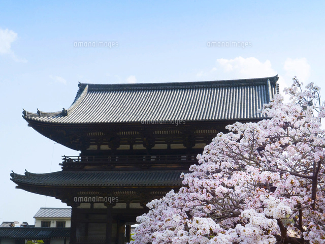 京都 仁和寺の御室桜と五重の塔[02775000668]の写真・イラスト素材
