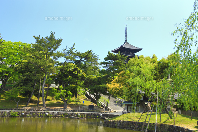 猿沢池より興福寺五重塔を望む の写真素材 イラスト素材 アマナイメージズ