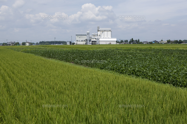 水田と転作田大豆畑、カントリーエレベーター[02846000126]の写真素材・イラスト素材｜アマナイメージズ