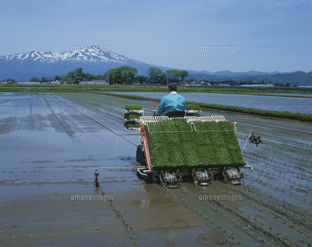 庄内平野の田植え[02846000356]の写真・イラスト素材｜アマナイメージズ