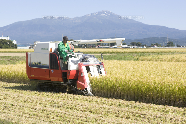 庄内平野の稲刈りと後方鳥海山[02846000455]の写真・イラスト素材