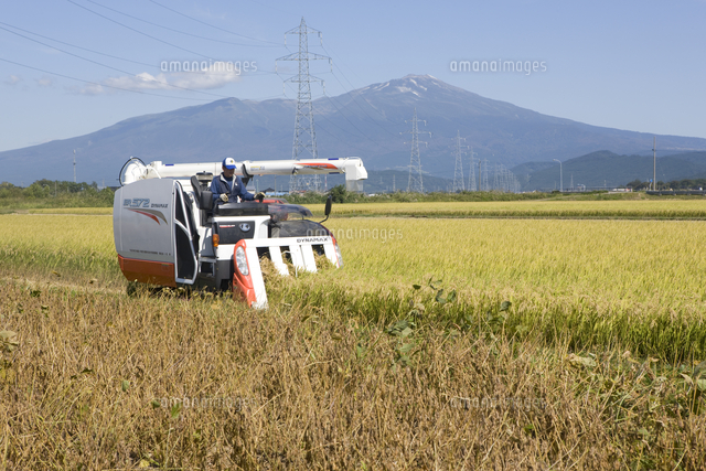 稲を創った人びと 庄内平野の民間育種 庄内平野の米づくり - 生育調査 [56274786]の写真素材 - アフロ