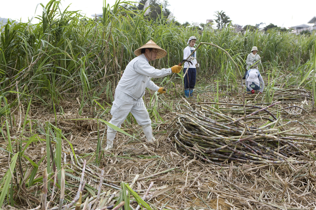 サトウキビの収穫 の写真素材 イラスト素材 アマナイメージズ サトウキビの収穫 の写真素材 イラスト素材 アマナイメージズ
