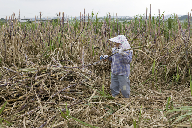 サトウキビの収穫 の写真素材 イラスト素材 アマナイメージズ サトウキビの収穫 の写真素材 イラスト素材 アマナイメージズ