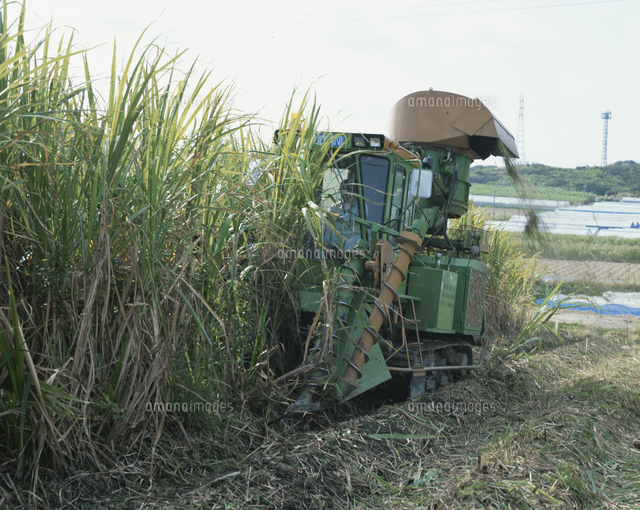 サトウキビの収穫 の写真素材 イラスト素材 アマナイメージズ サトウキビの収穫 の写真素材 イラスト素材 アマナイメージズ