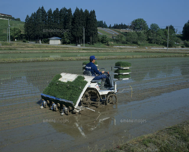 米作り 田植え の写真素材 イラスト素材 アマナイメージズ