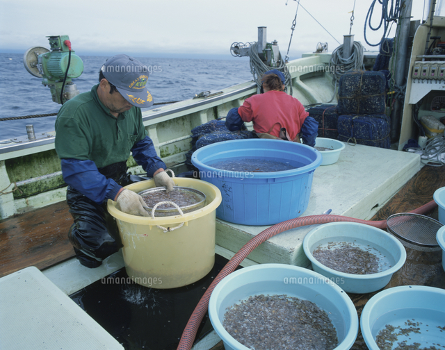 ホタテ貝養殖 稚貝の選別 の写真素材 イラスト素材 アマナイメージズ