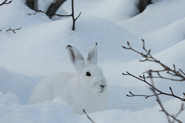 雪の中の冬毛のエゾユキウサギ[02855000021]の写真・イラスト素材