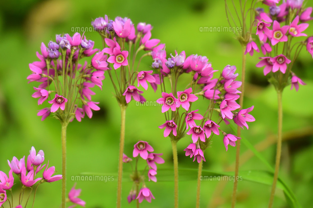 群生するサクラソウモドキ の写真素材 イラスト素材 アマナイメージズ