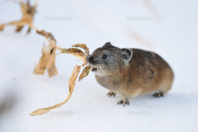 雪とエゾナキウサギ の写真素材 イラスト素材 アマナイメージズ