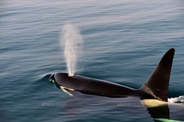 呼吸するシャチ の写真素材 イラスト素材 アマナイメージズ