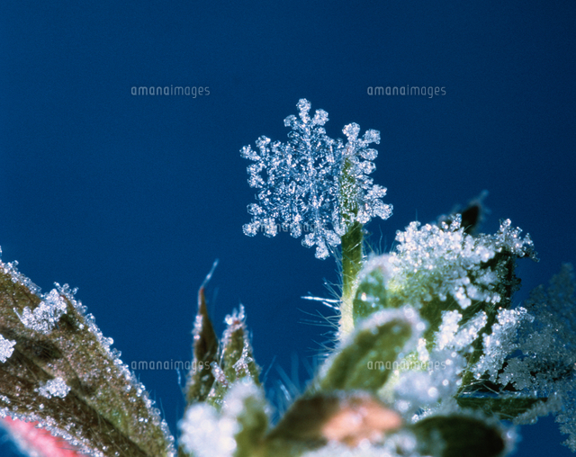 冬のアカザについた雪の結晶 北海道[02861000164]の写真・イラスト素材