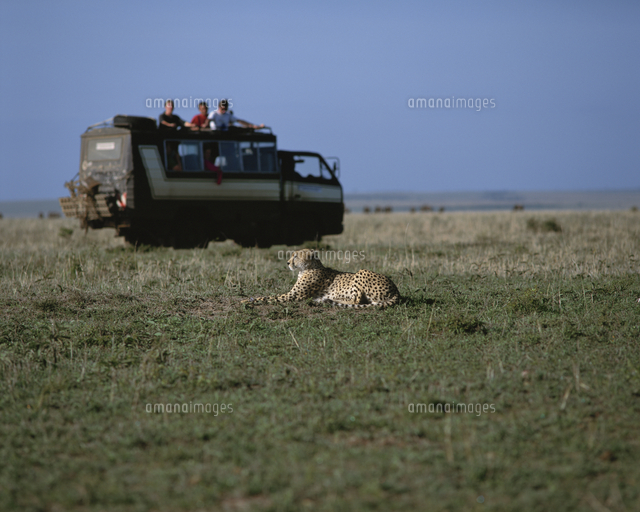 草原のチーターとサファリカー マサイマラ ケニア の写真素材 イラスト素材 アマナイメージズ