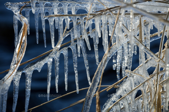 葦に着氷したしぶき氷柱 の写真素材 イラスト素材 アマナイメージズ