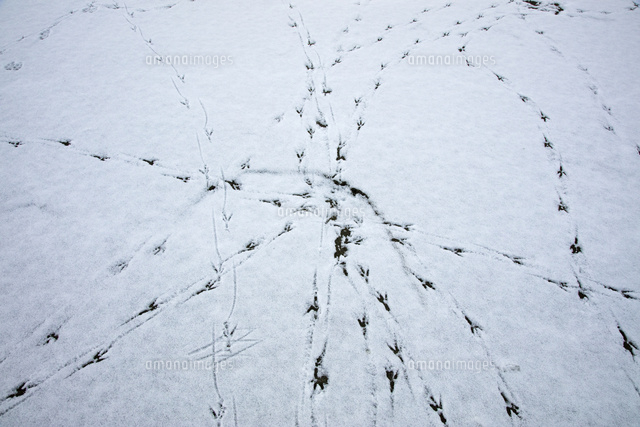 雪上のカラスの足跡 の写真素材 イラスト素材 アマナイメージズ