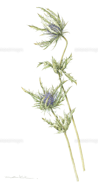 エリンジウム の写真素材 イラスト素材 アマナイメージズ