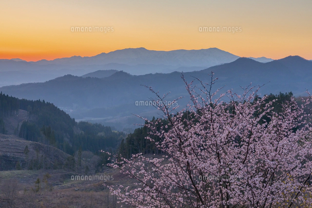 桜咲く桜峠から夕暮れの飯豊連峰[02913001502]の写真・イラスト素材